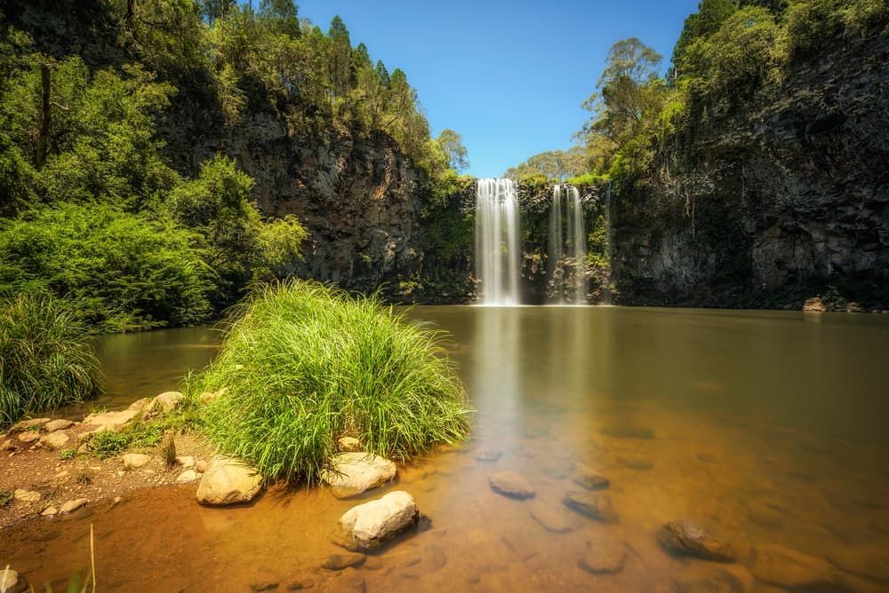 Rainforest Of Dorrigo National Park — Brazel's Pest Control in Dorrigo, NSW