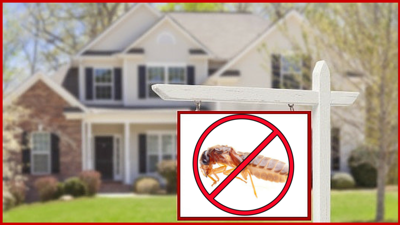 Buying A House? Here's 3 Ways To Tell If It Has Termites