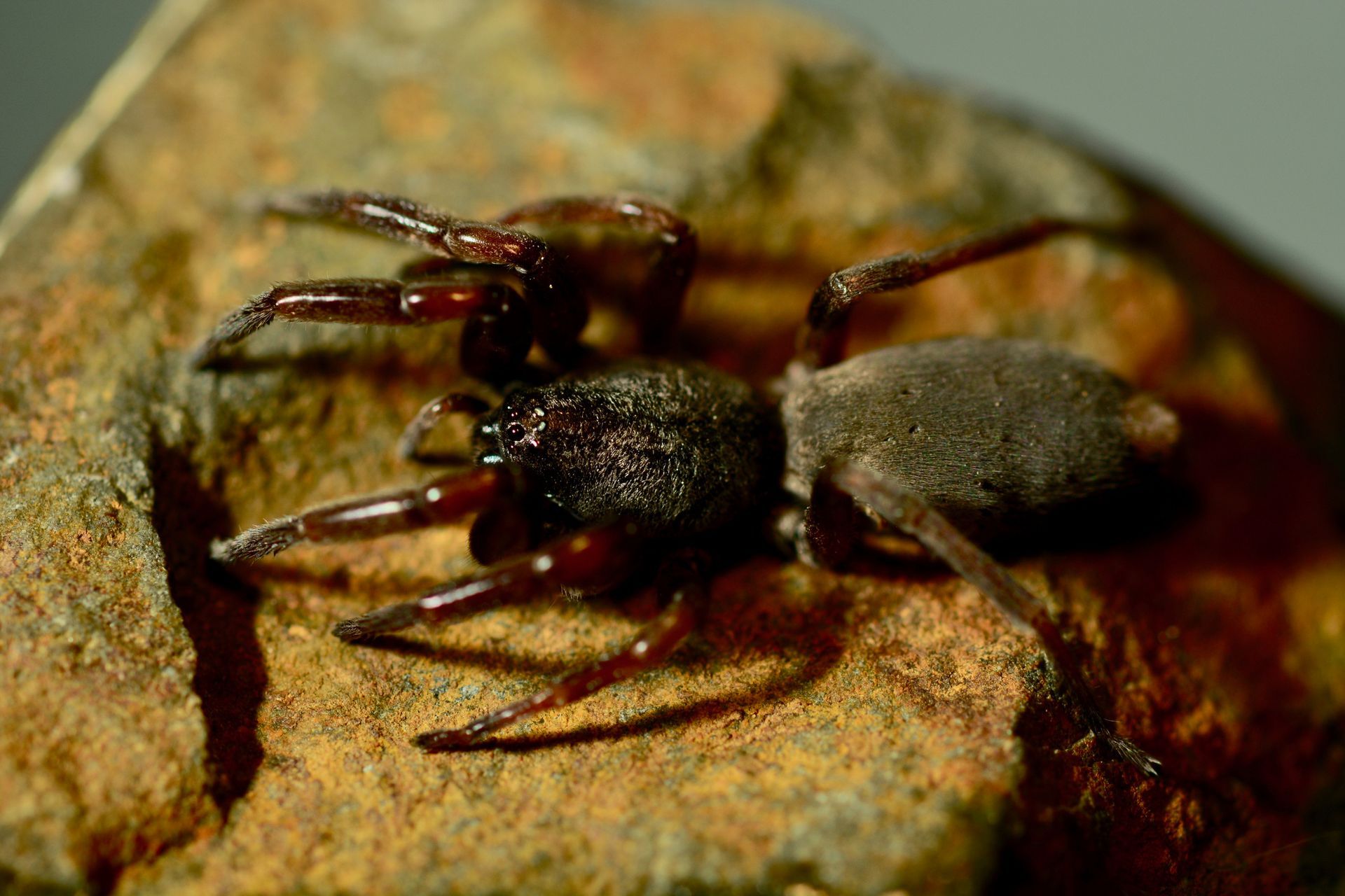 A White Tail Spider Up Close