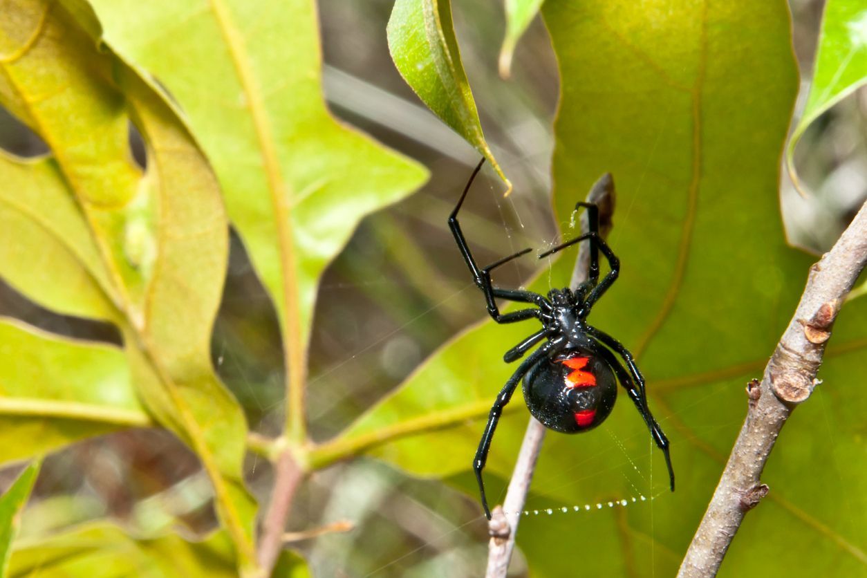 Black Widow Spider on a Web