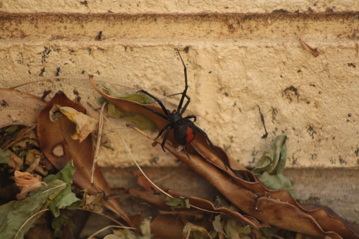 redback spider on wall of house