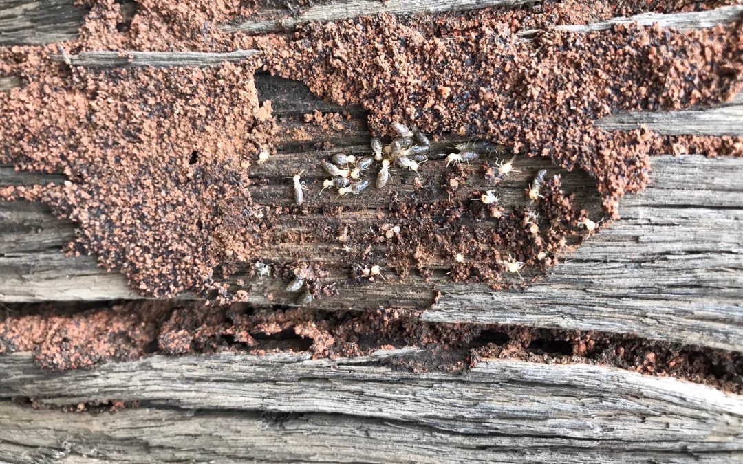 Termites Nesting In Wood