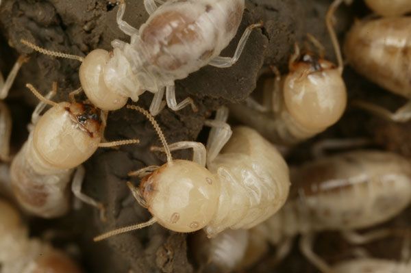 Termites Up Close