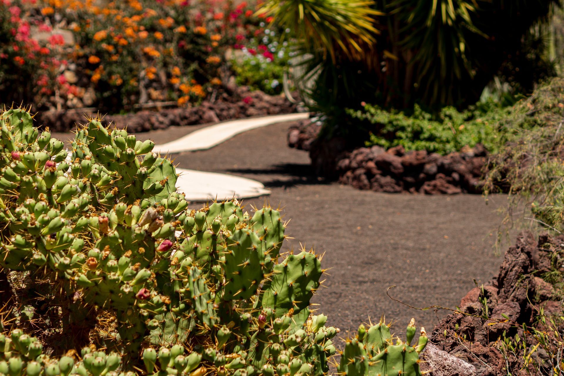 A path in a garden surrounded by plants and flowers.