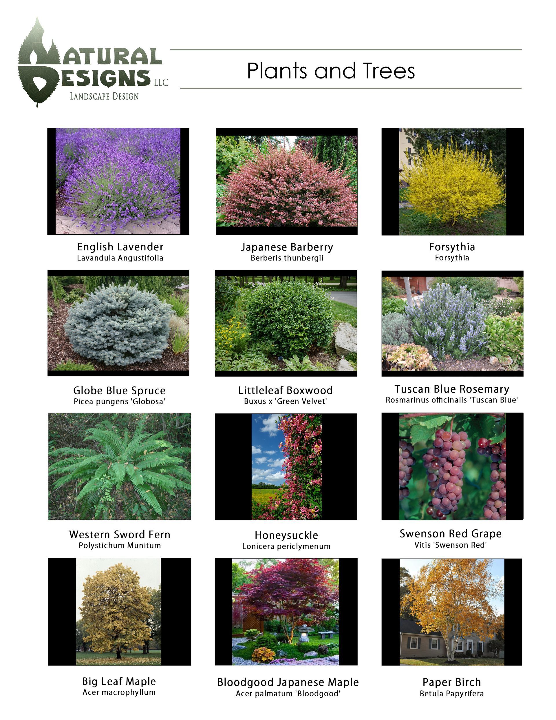 Flora and trees identification guide with 12 images: shrubs, vines, and trees with varying colors.