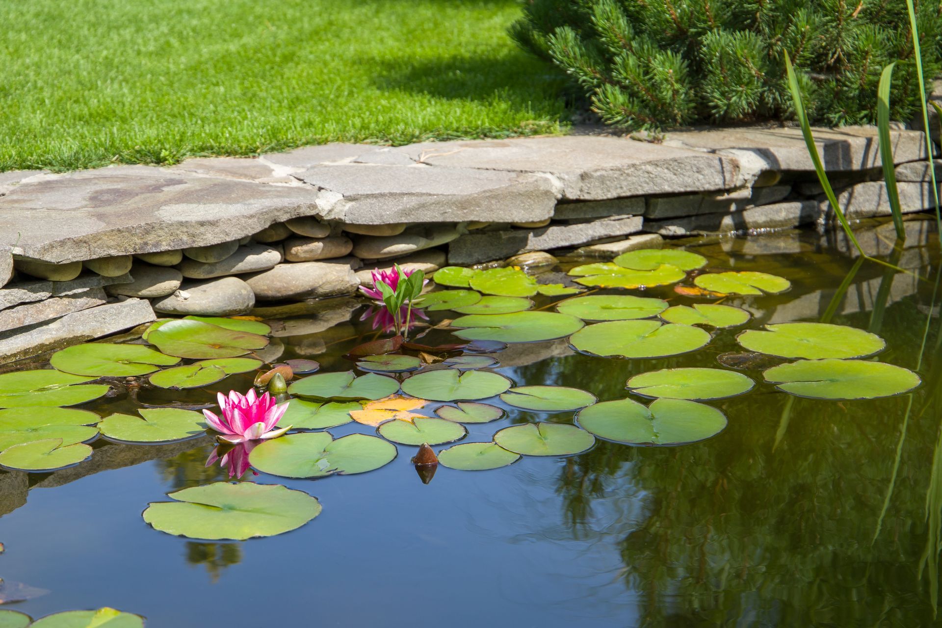 A pond filled with water lilies and a pink flower.