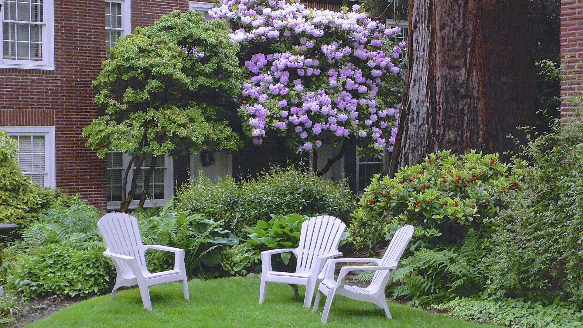 Two white chairs are sitting on a lush green lawn in front of a brick house.