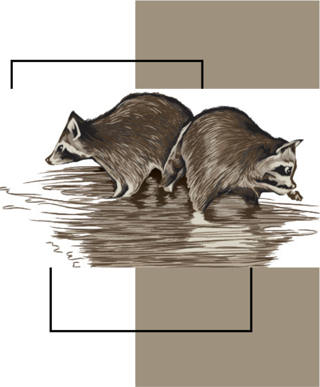 two raccoons are standing in a puddle of water