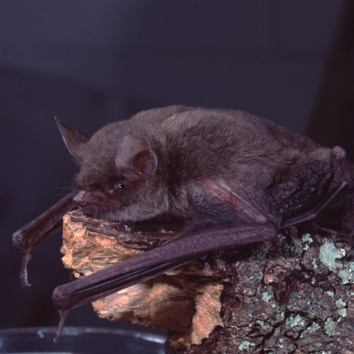 a bat is sitting on top of a tree stump .