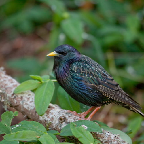 a bird with a yellow beak is perched on a tree branch .