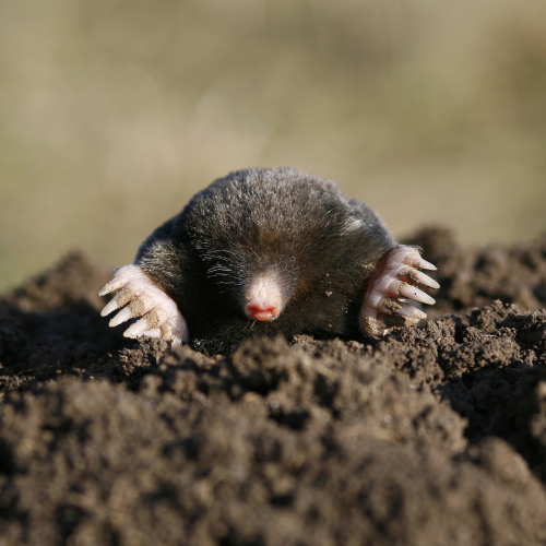 a mole is sticking its head out of a hole in the ground .