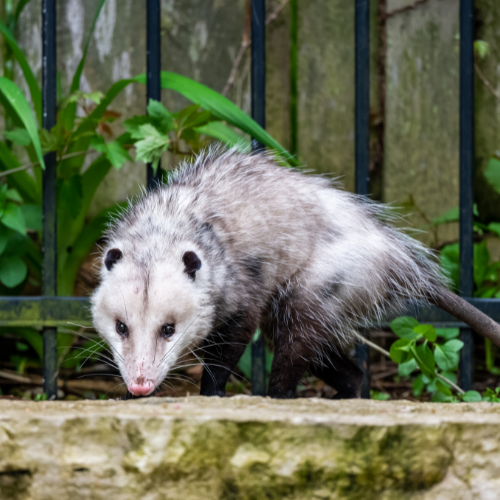 a small opossum is walking across a stone wall next to a fence .