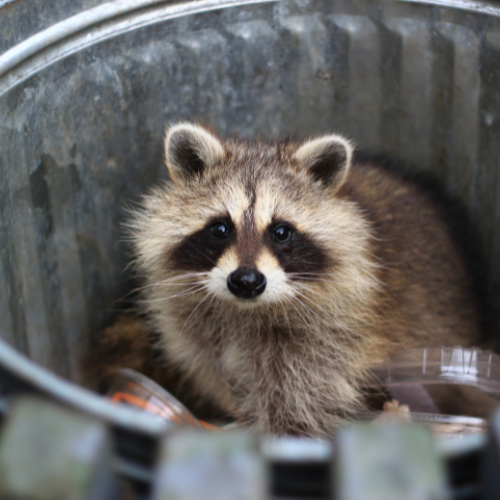 a raccoon is sitting in a trash can and looking at the camera .