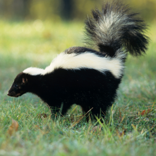 a black and white skunk is standing in the grass .
