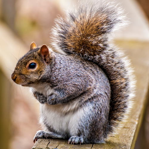 a squirrel is sitting on a wooden railing and looking at the camera .