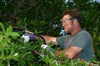 Tree Trimming - Ashe Tree Services in Yorktown, VA