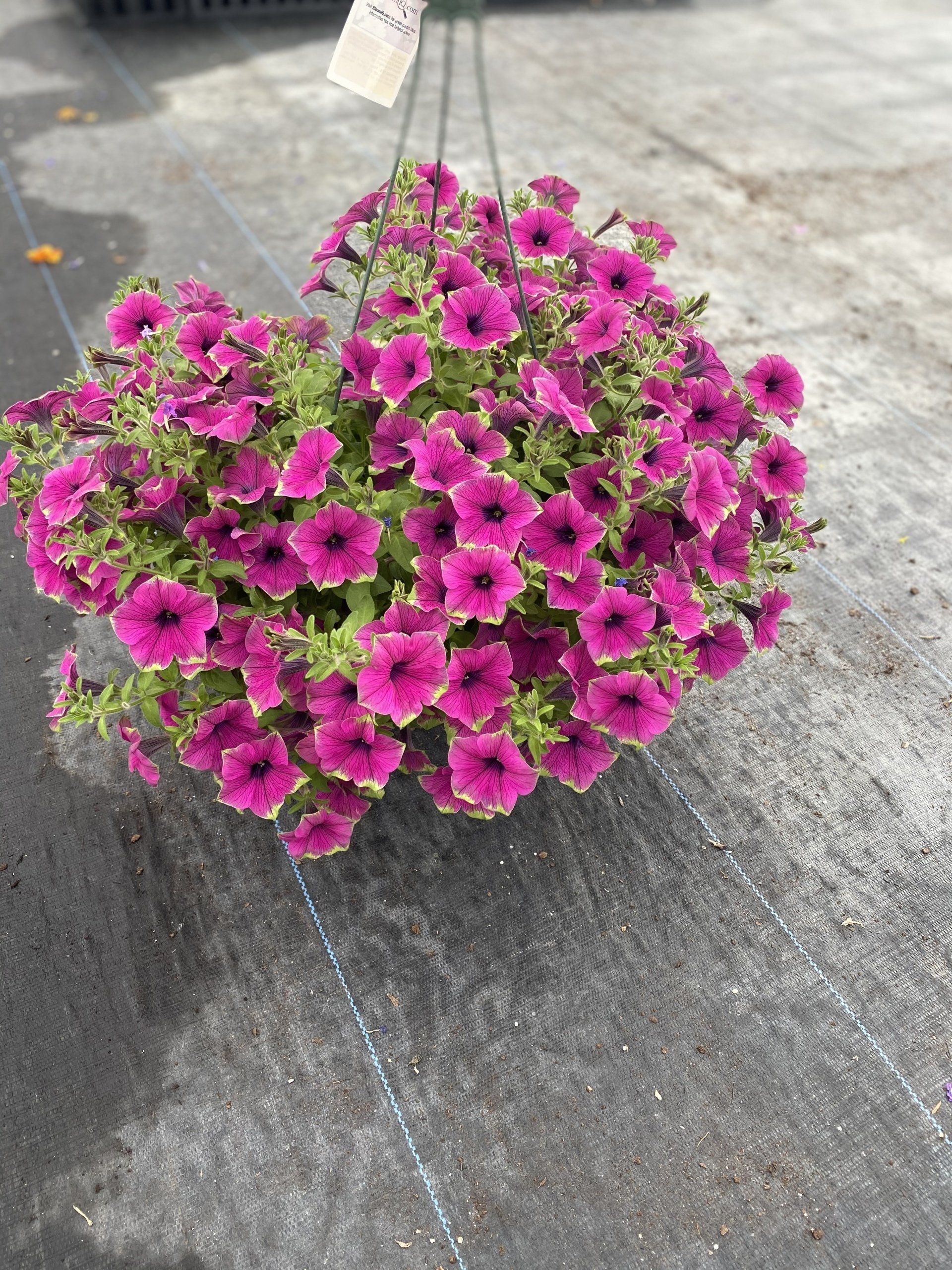 SPRING HANGING BASKETS 10