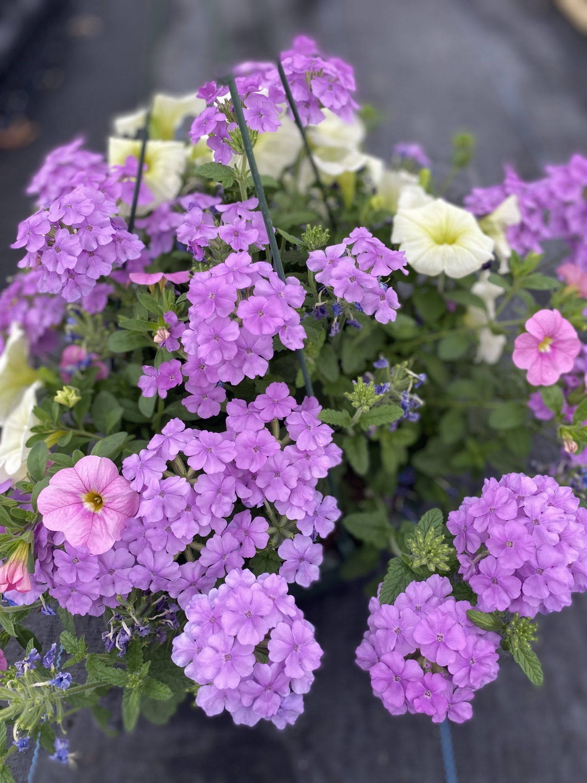 SPRING HANGING BASKETS 10