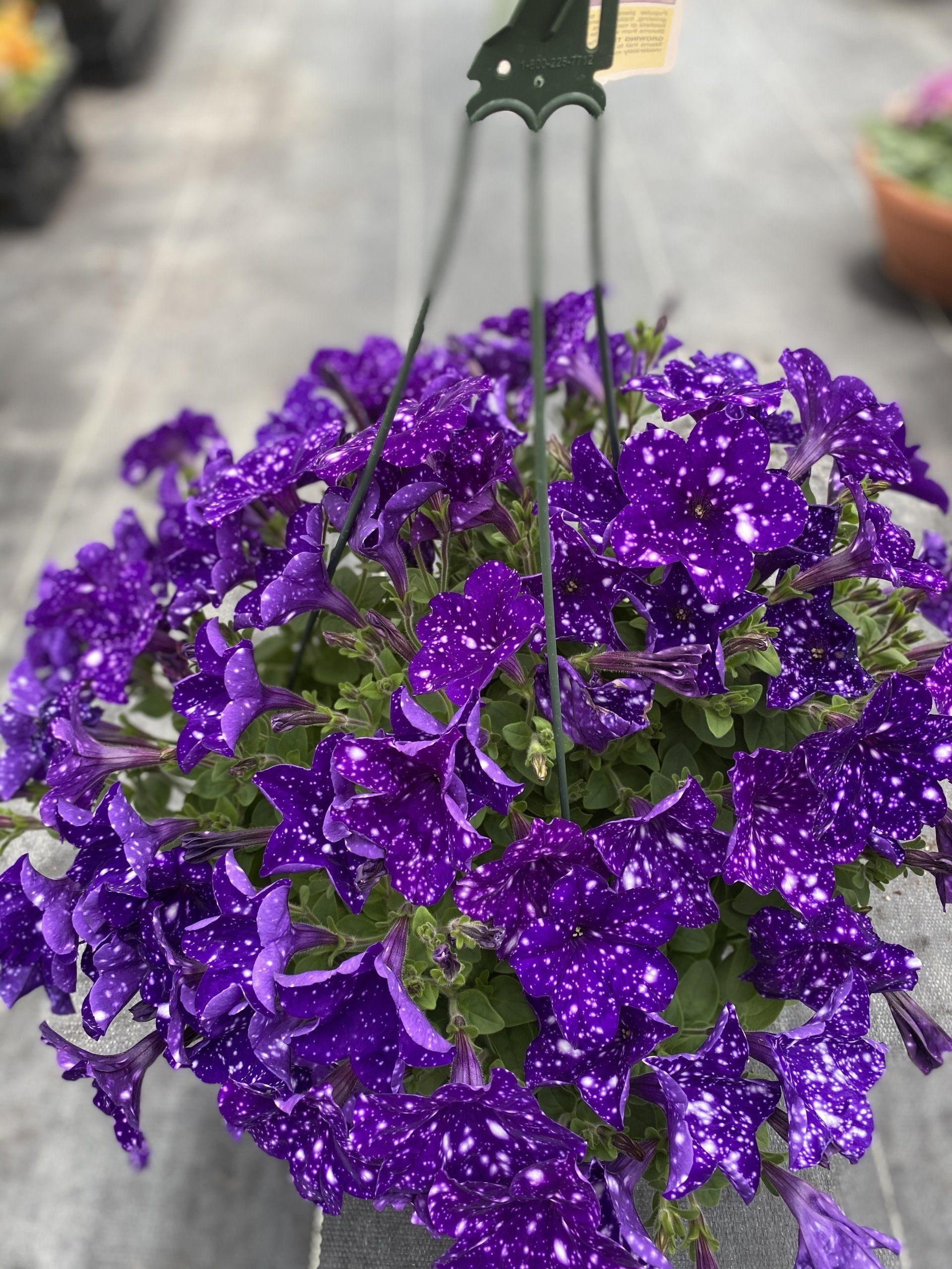 SPRING HANGING BASKETS 10