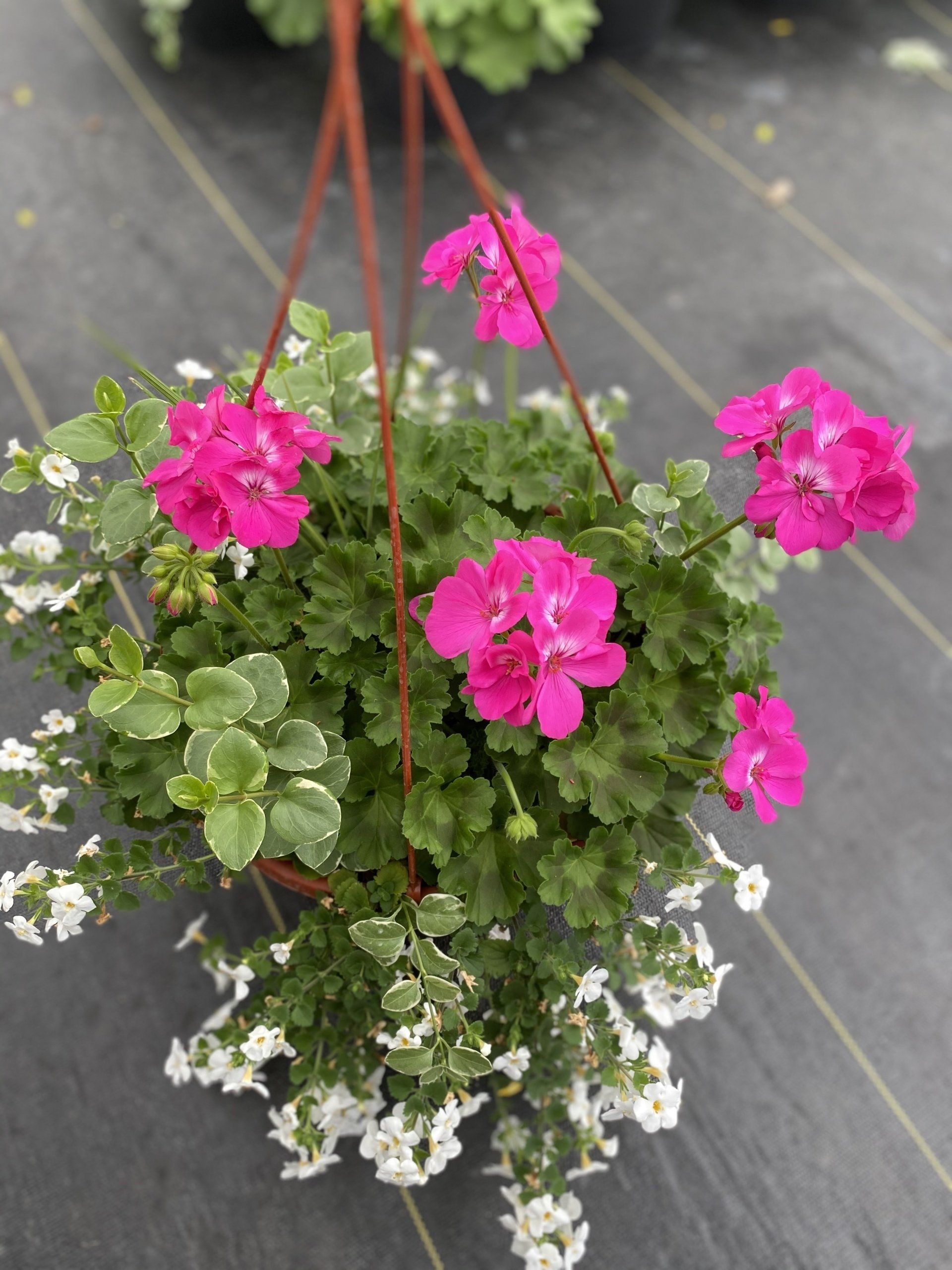 SPRING HANGING BASKETS 10