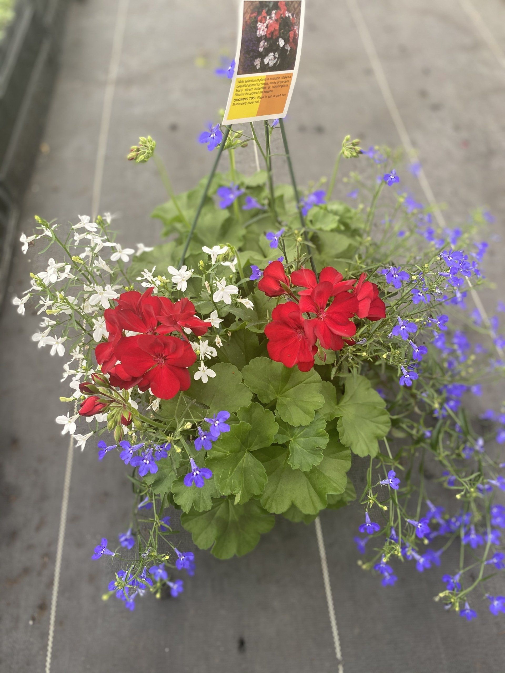SPRING HANGING BASKETS 10