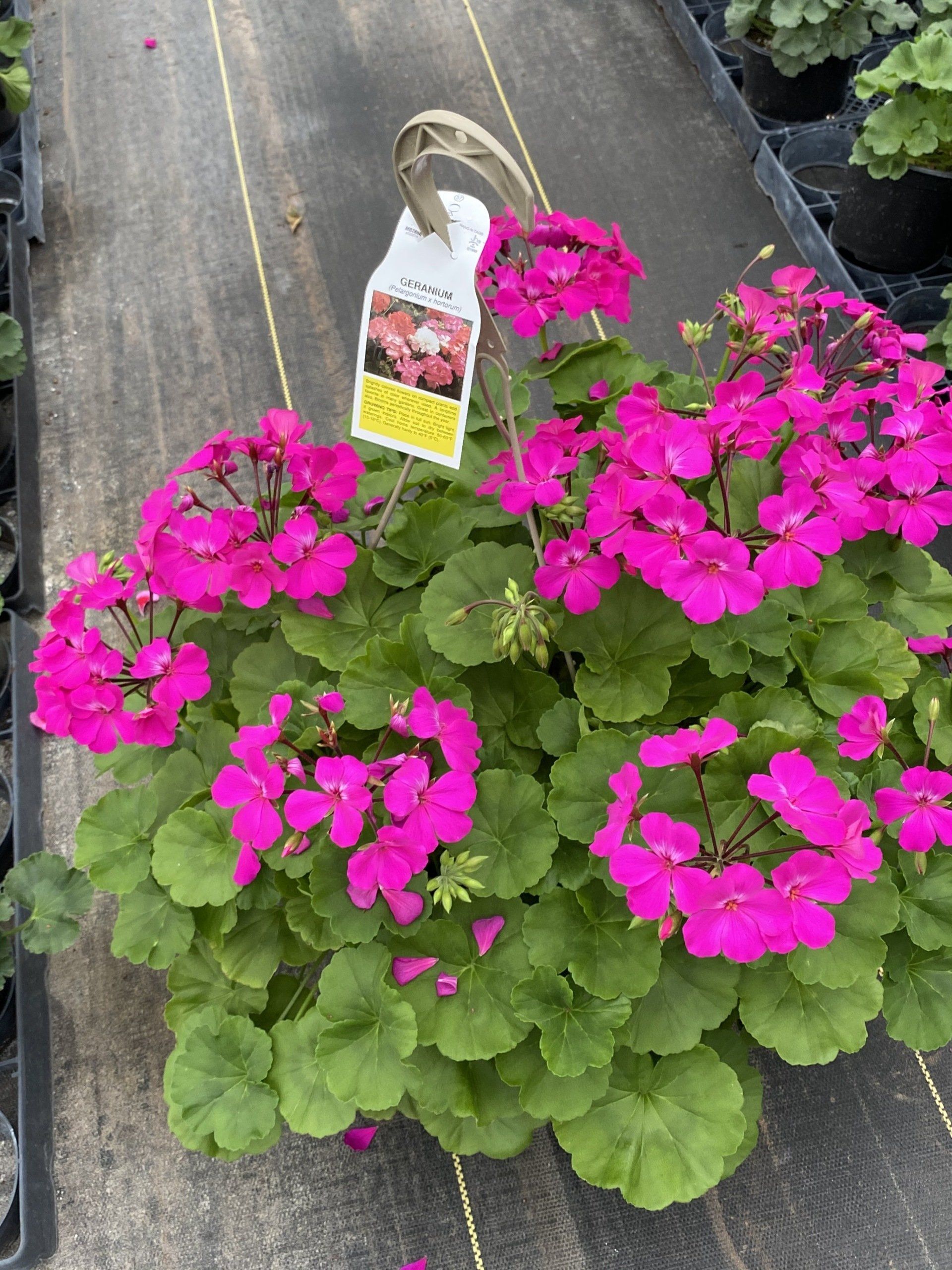 SPRING HANGING BASKETS 10