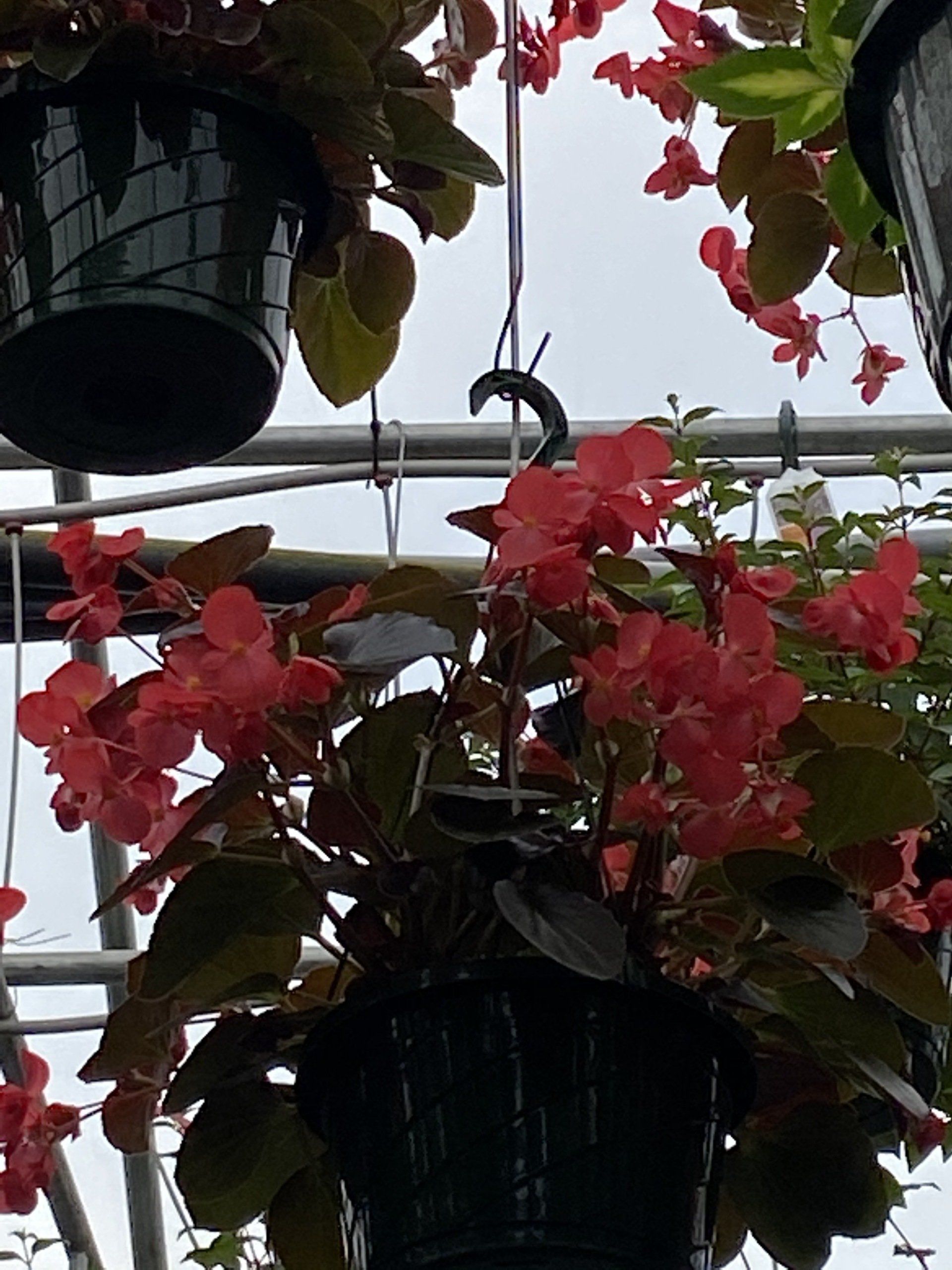 SPRING HANGING BASKETS 10
