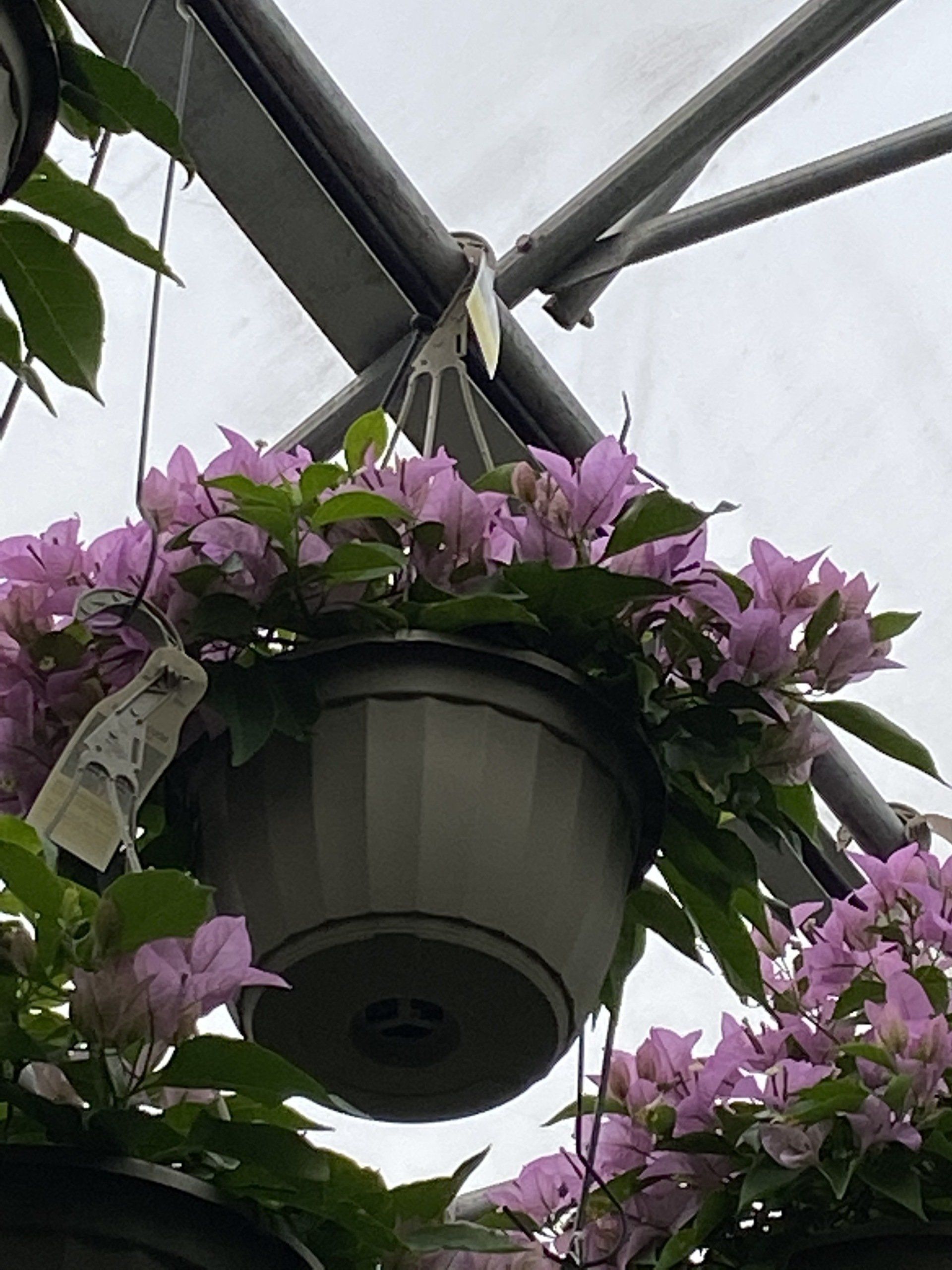 Flowering Hanging Baskets CNY I Spring Flowering Hanging Baskets CNY I