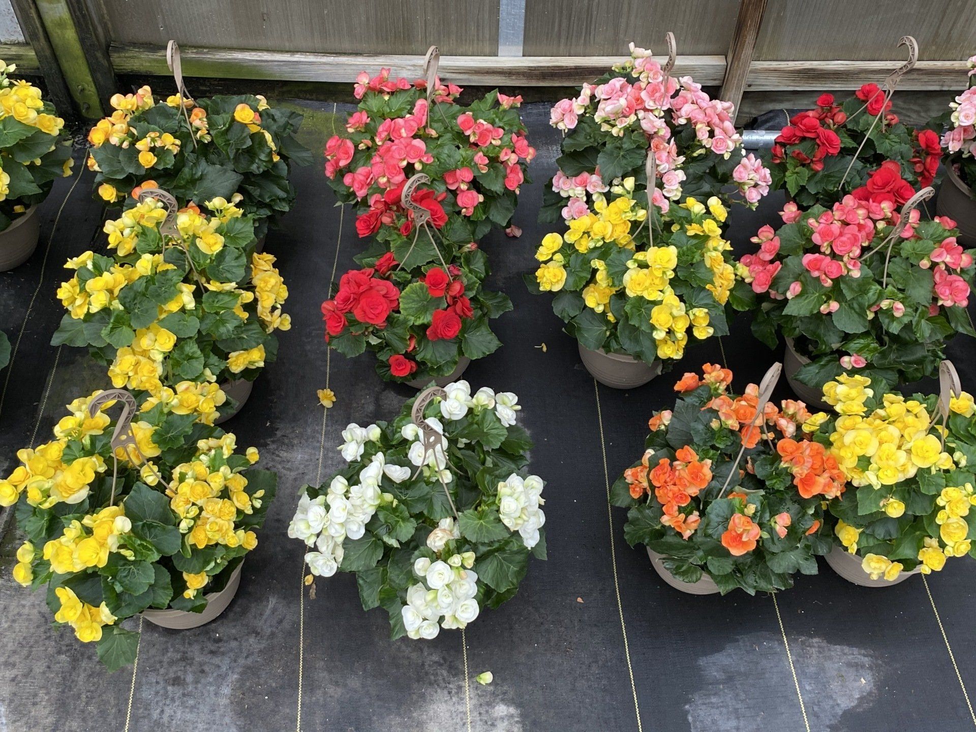 Flowering Hanging Baskets CNY I Spring Flowering Hanging Baskets CNY I