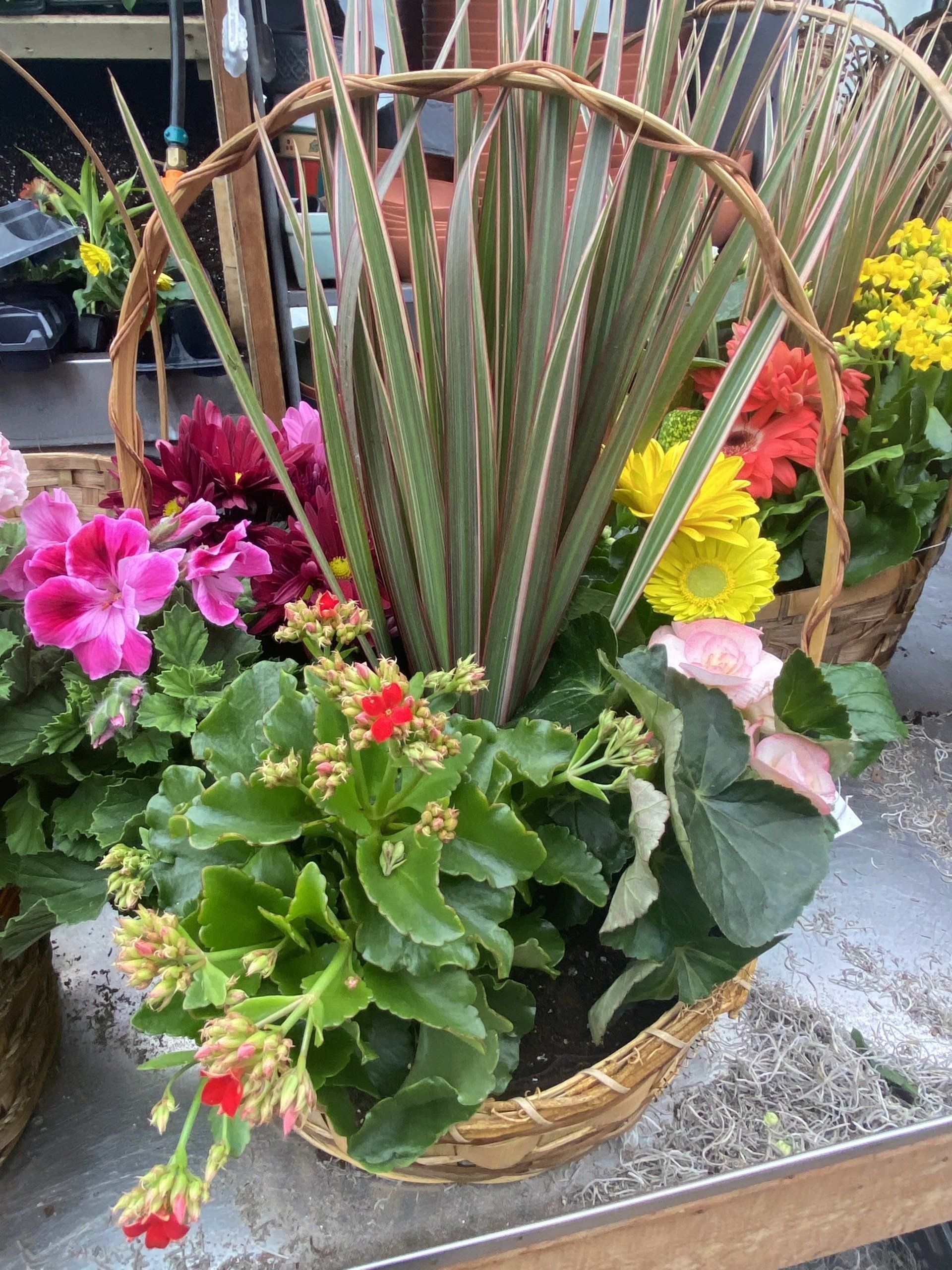 Dish Gardens CNY I Spring Euro White Violet Gardens CNY I Pontos ...