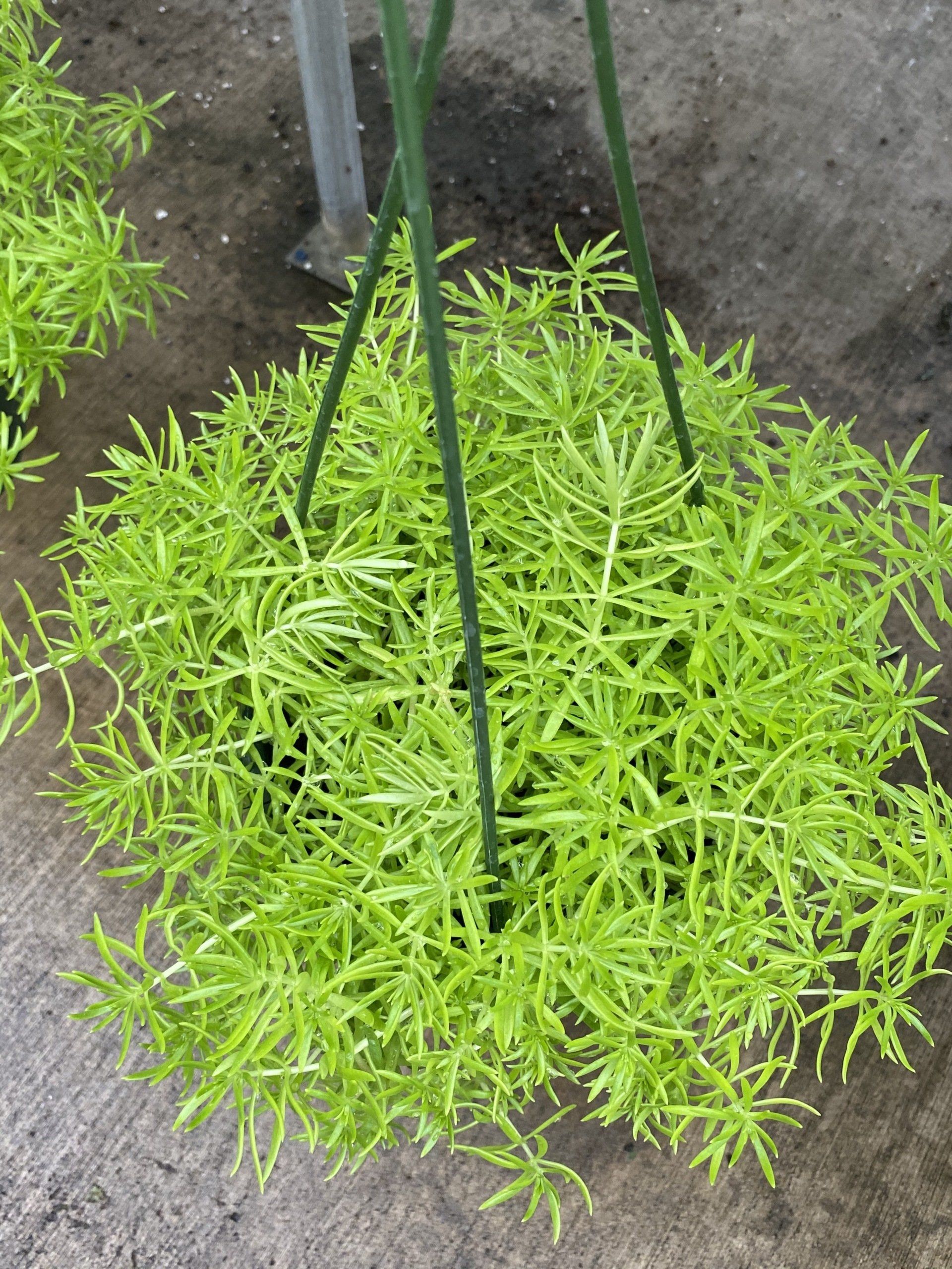 Wide variety of Novelty 6