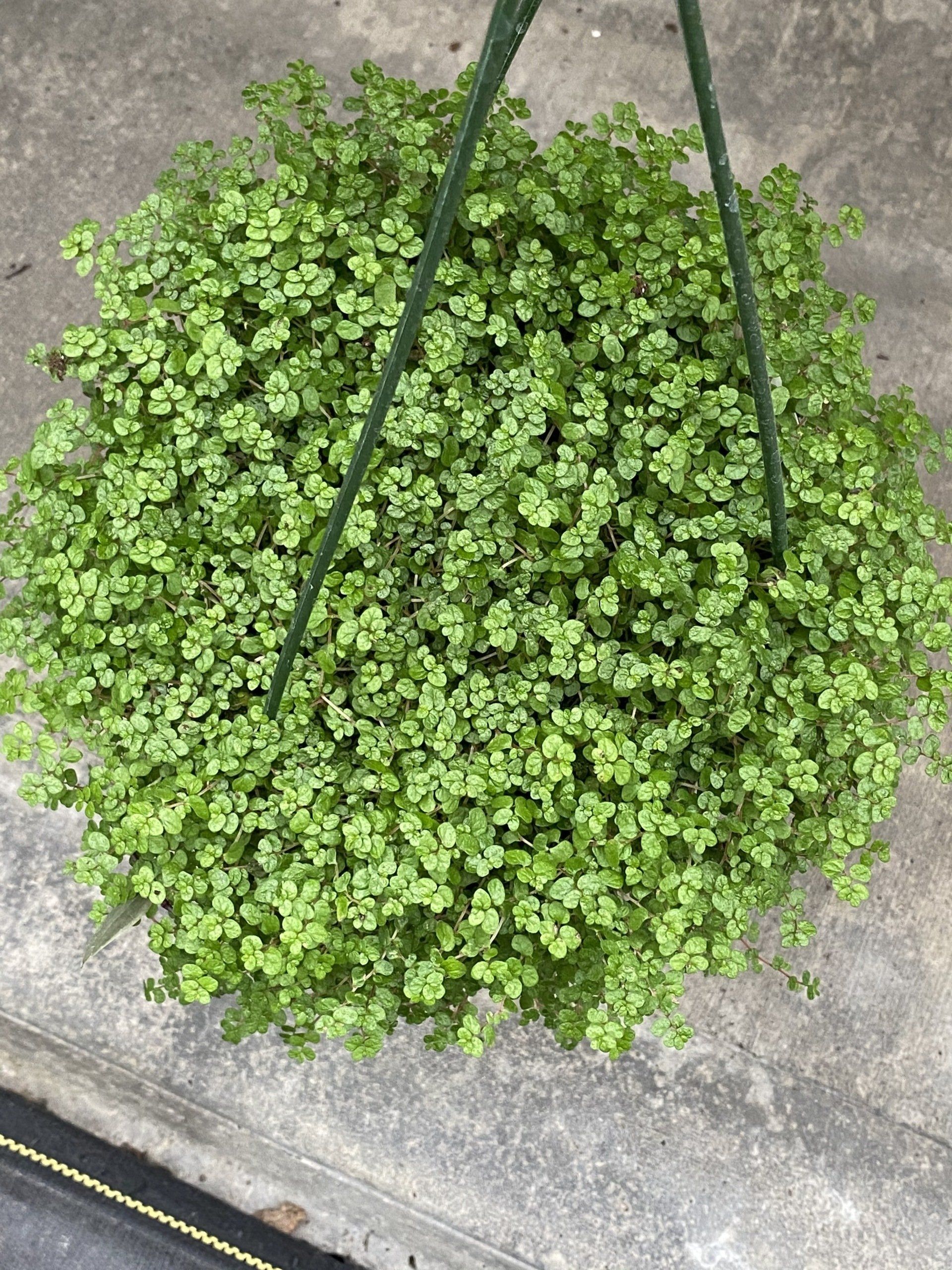 Wide variety of Novelty 6