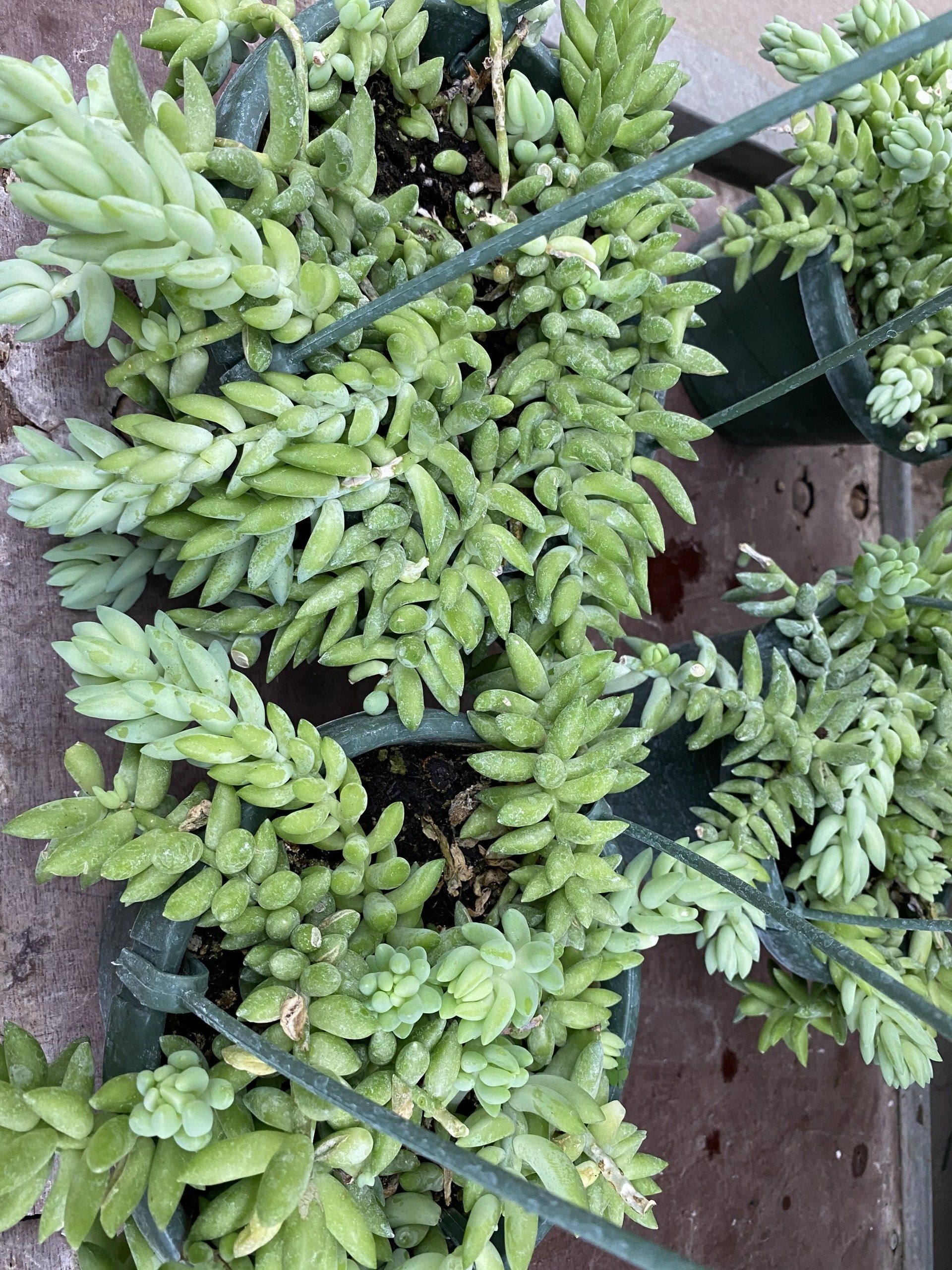 Wide variety of Novelty 6