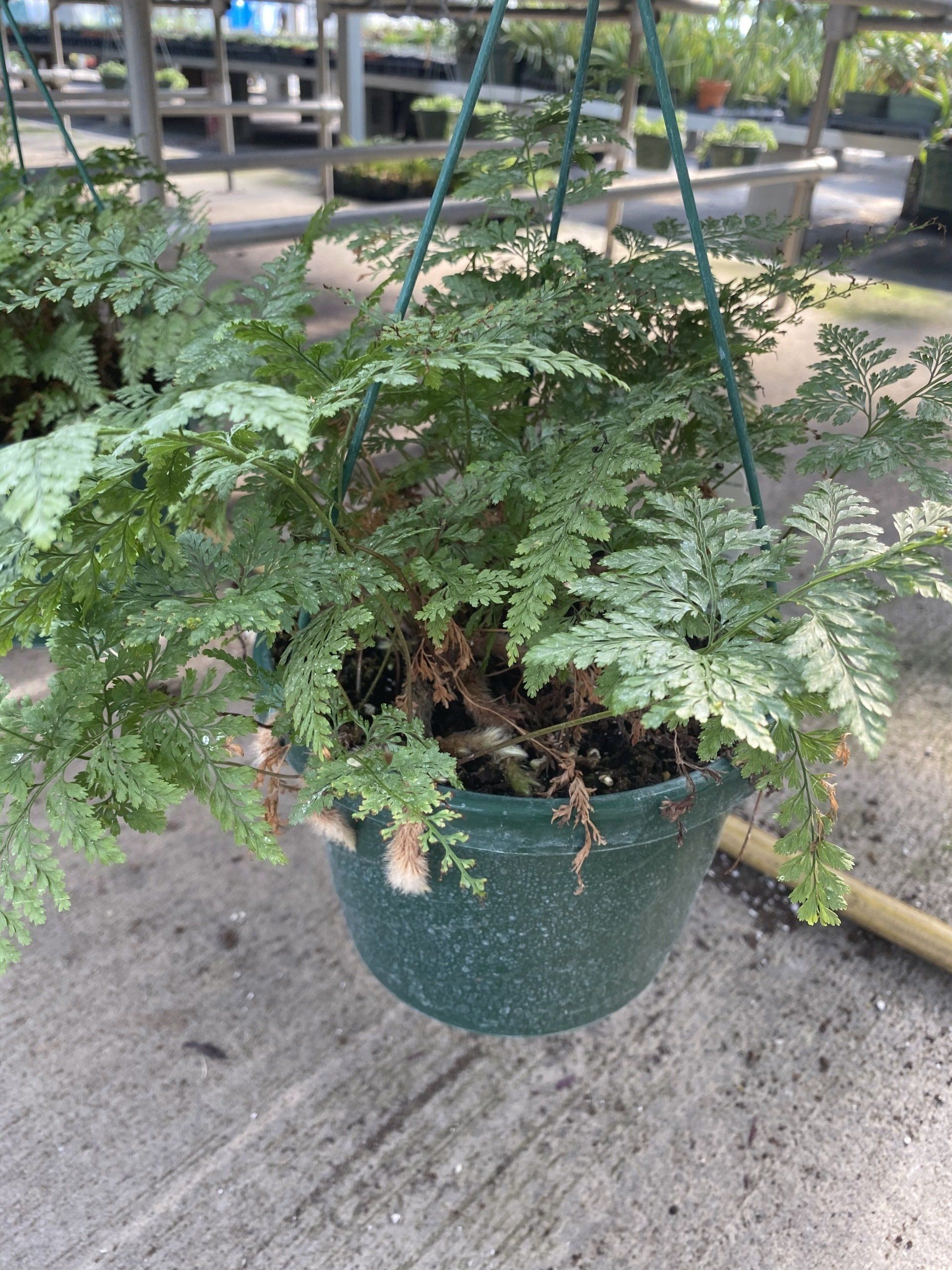 Wide variety of Novelty 6