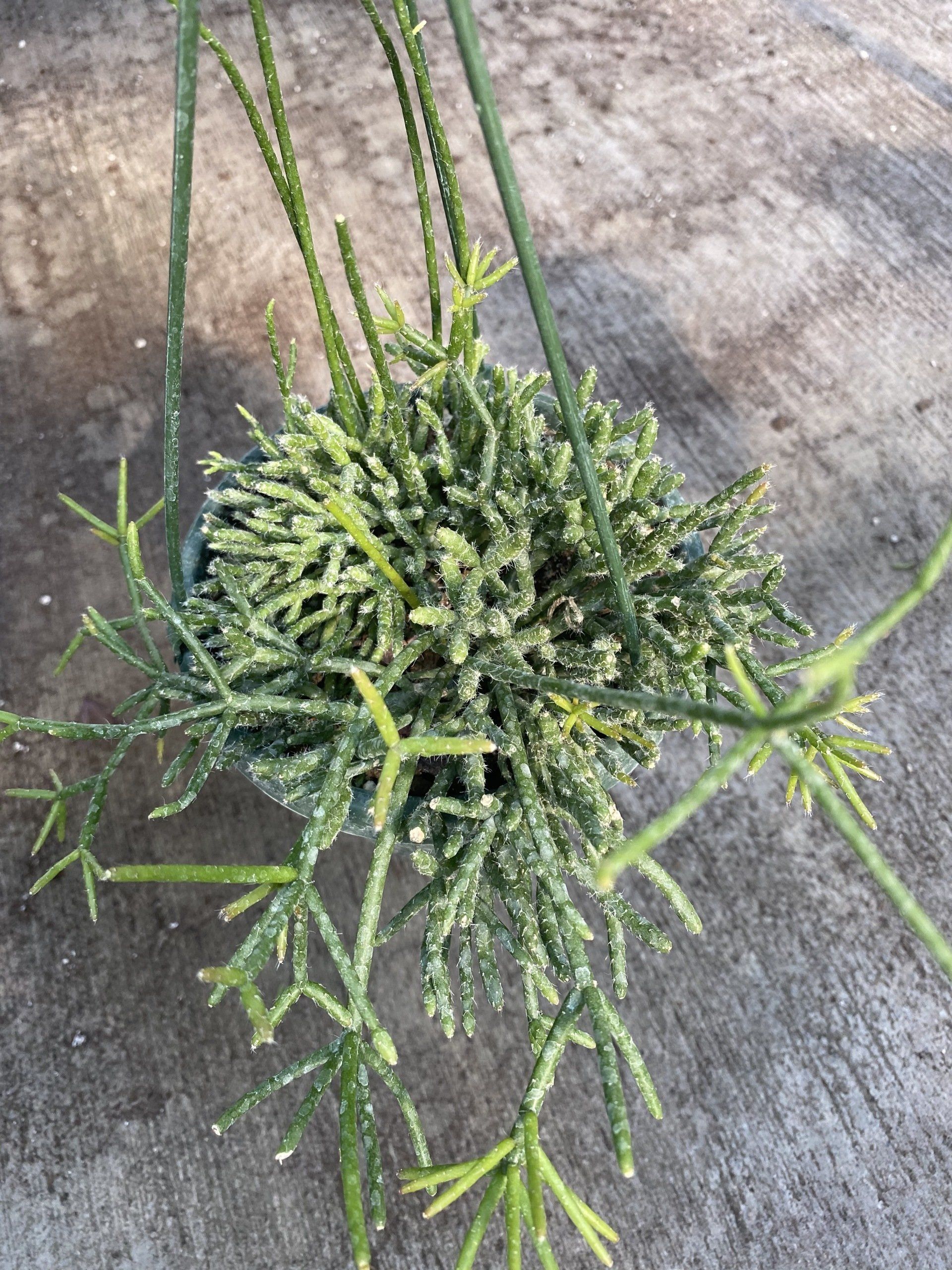 Wide variety of Novelty 6