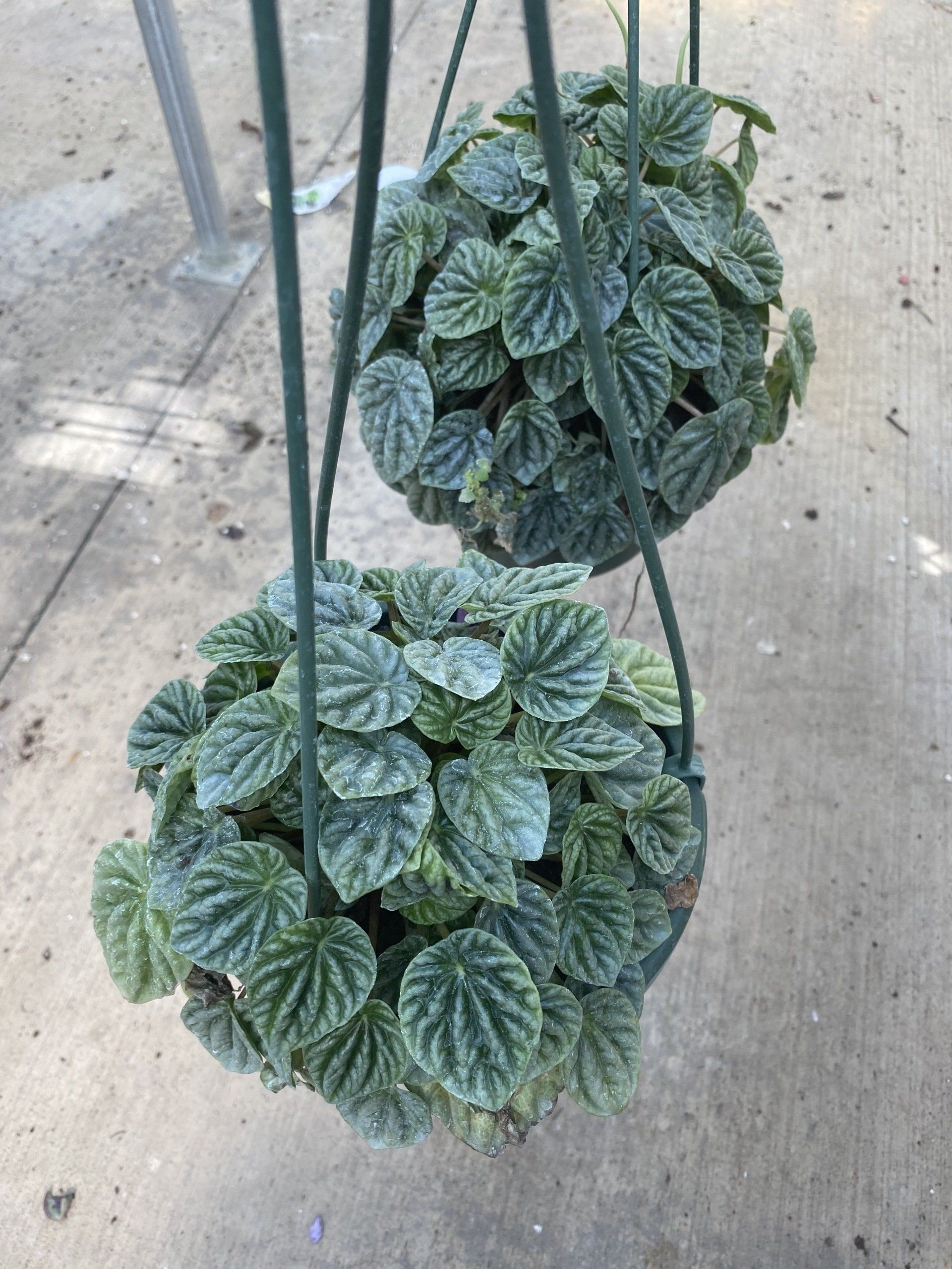 Wide variety of Novelty 6