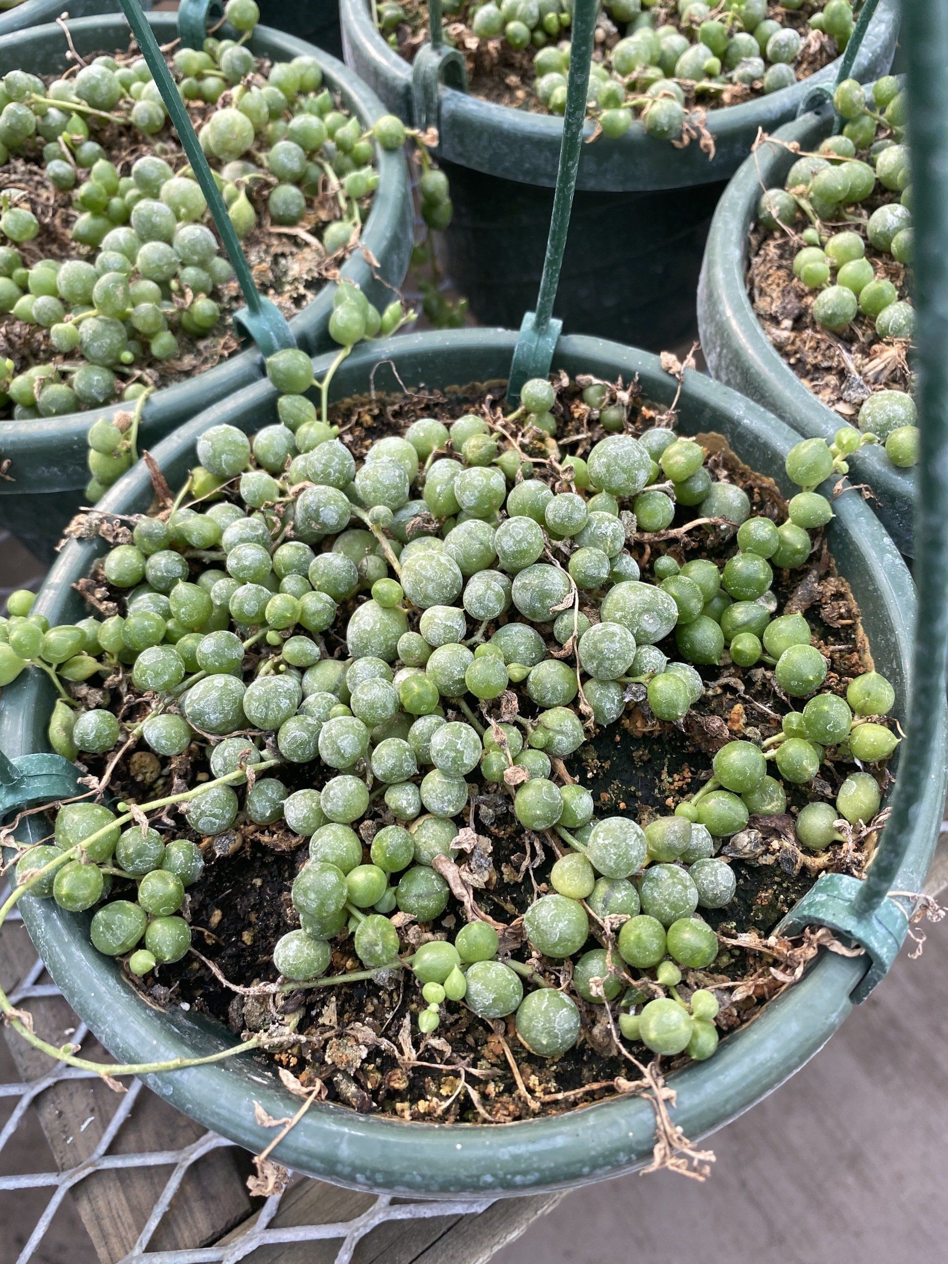 Wide variety of Novelty 6