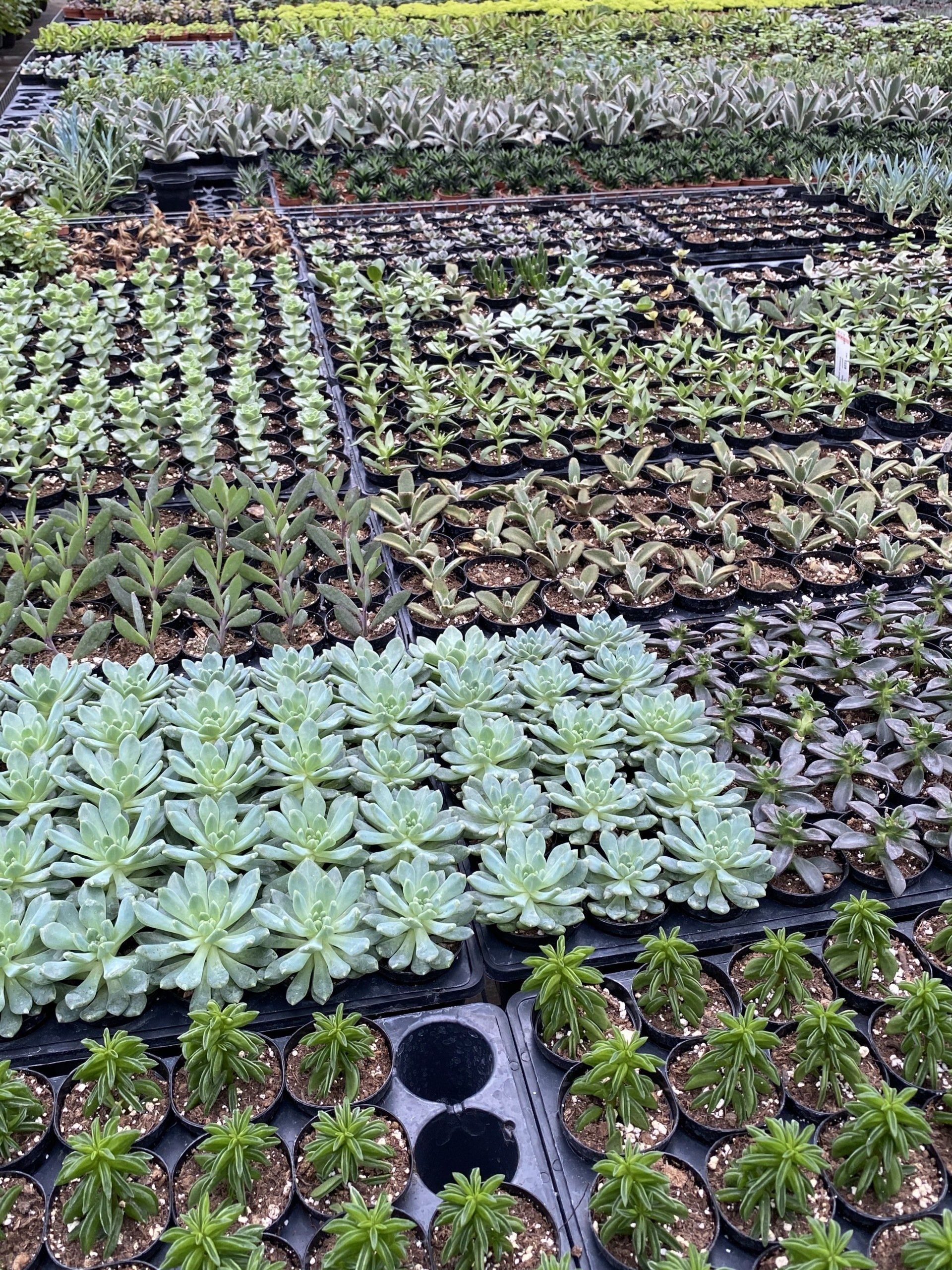 Cactus, Succulents, Aloe