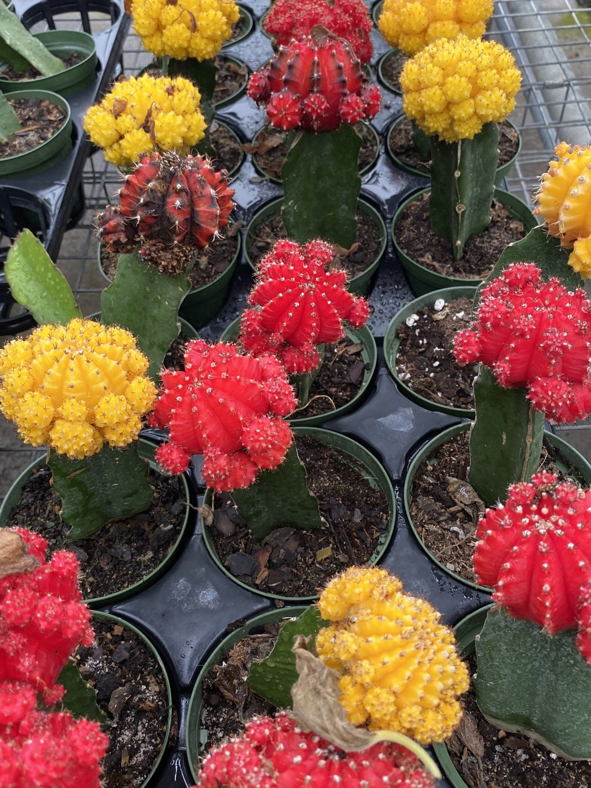 Cactus, Succulents, Aloe