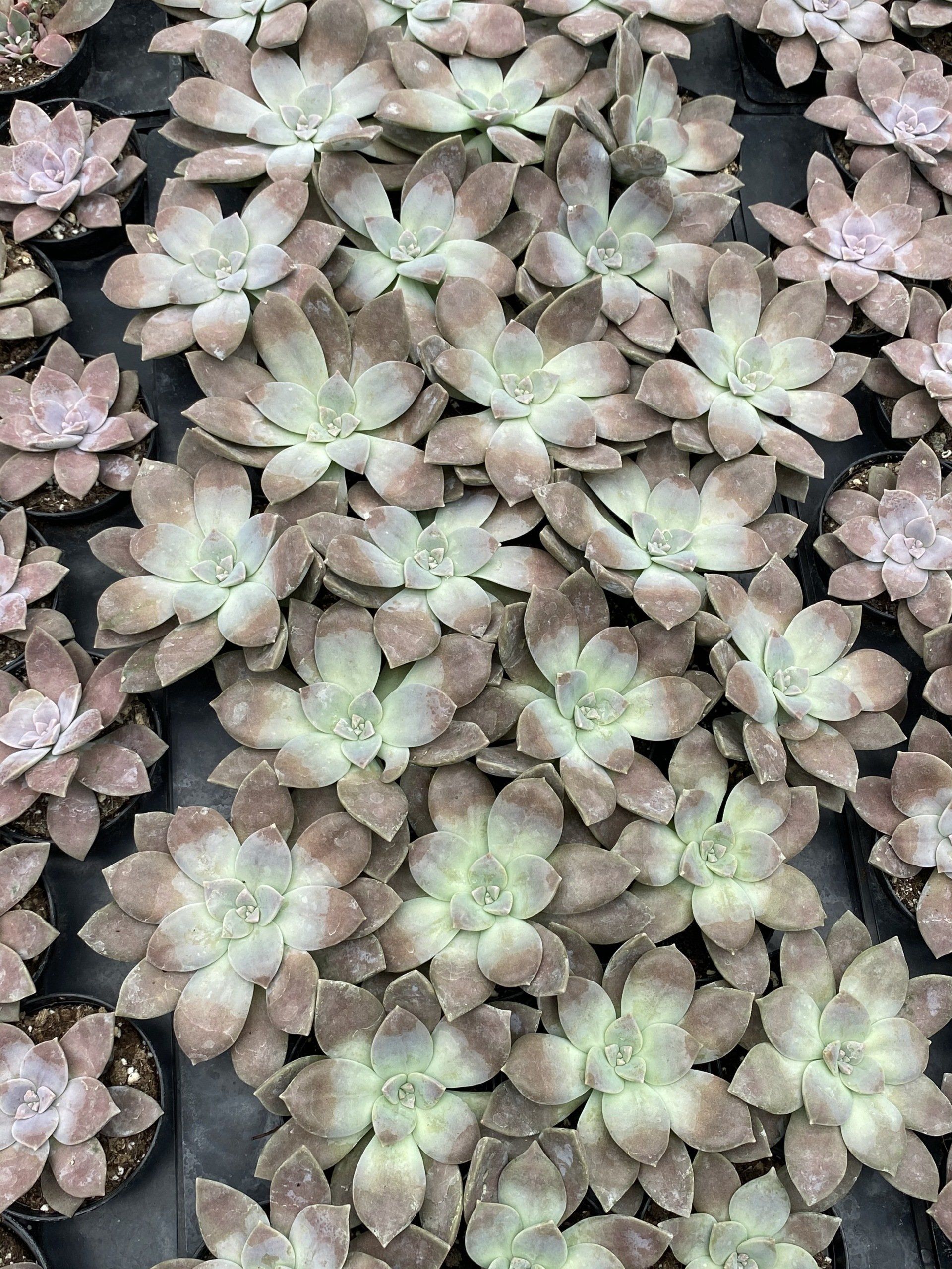 Cactus, Succulents, Aloe