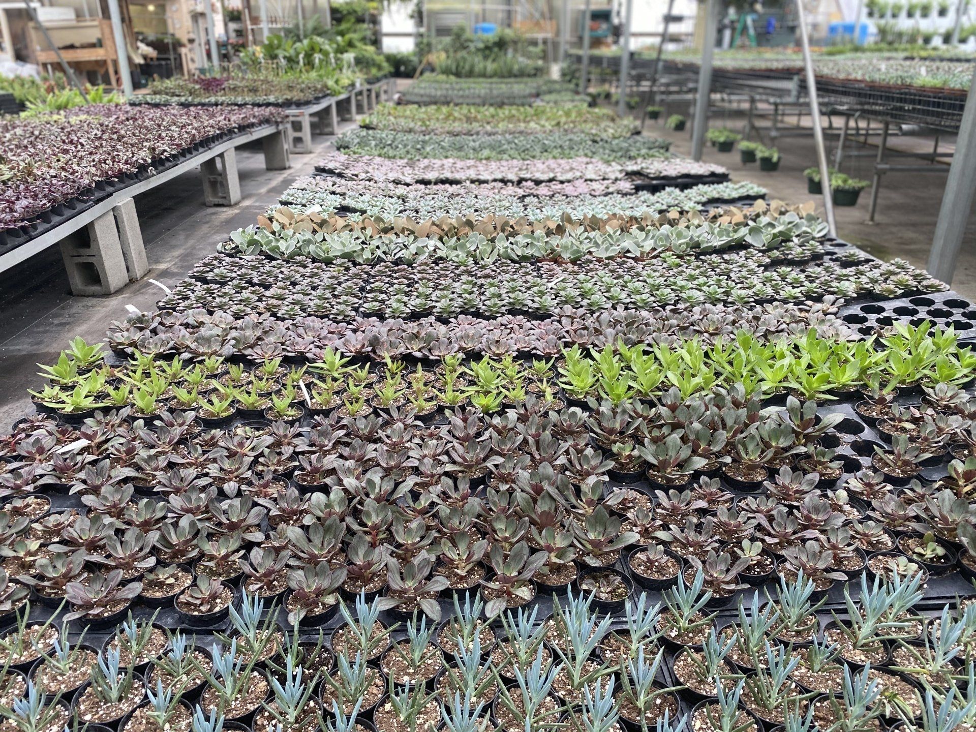 Cactus, Succulents, Aloe