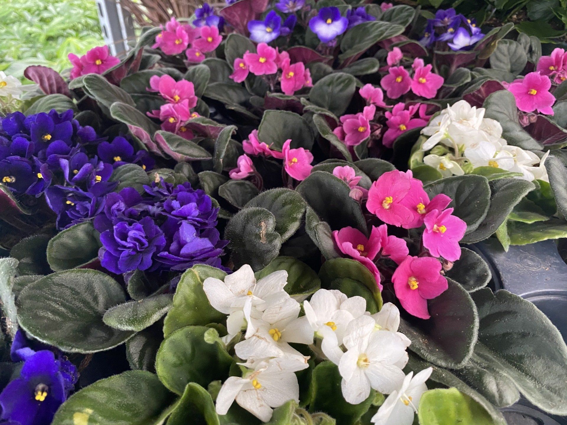 CNY 4" to 10"Plants Baldwinsville NY I Year Round Greenhouse Items
