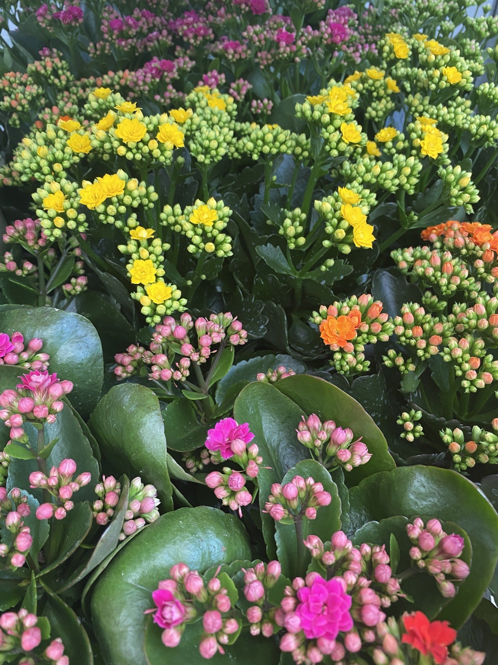 CNY 4" to 10"Plants Baldwinsville NY I Year Round Greenhouse Items