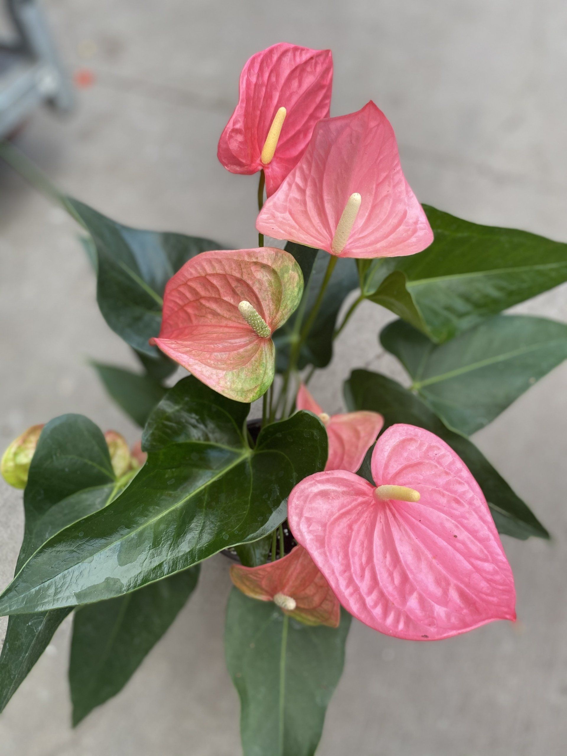 CNY 4" to 10"Plants Baldwinsville NY I Year Round Greenhouse Items