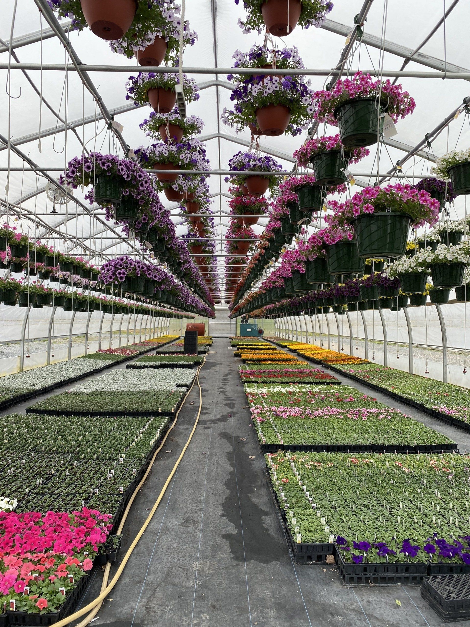 Spring Bedding Plants