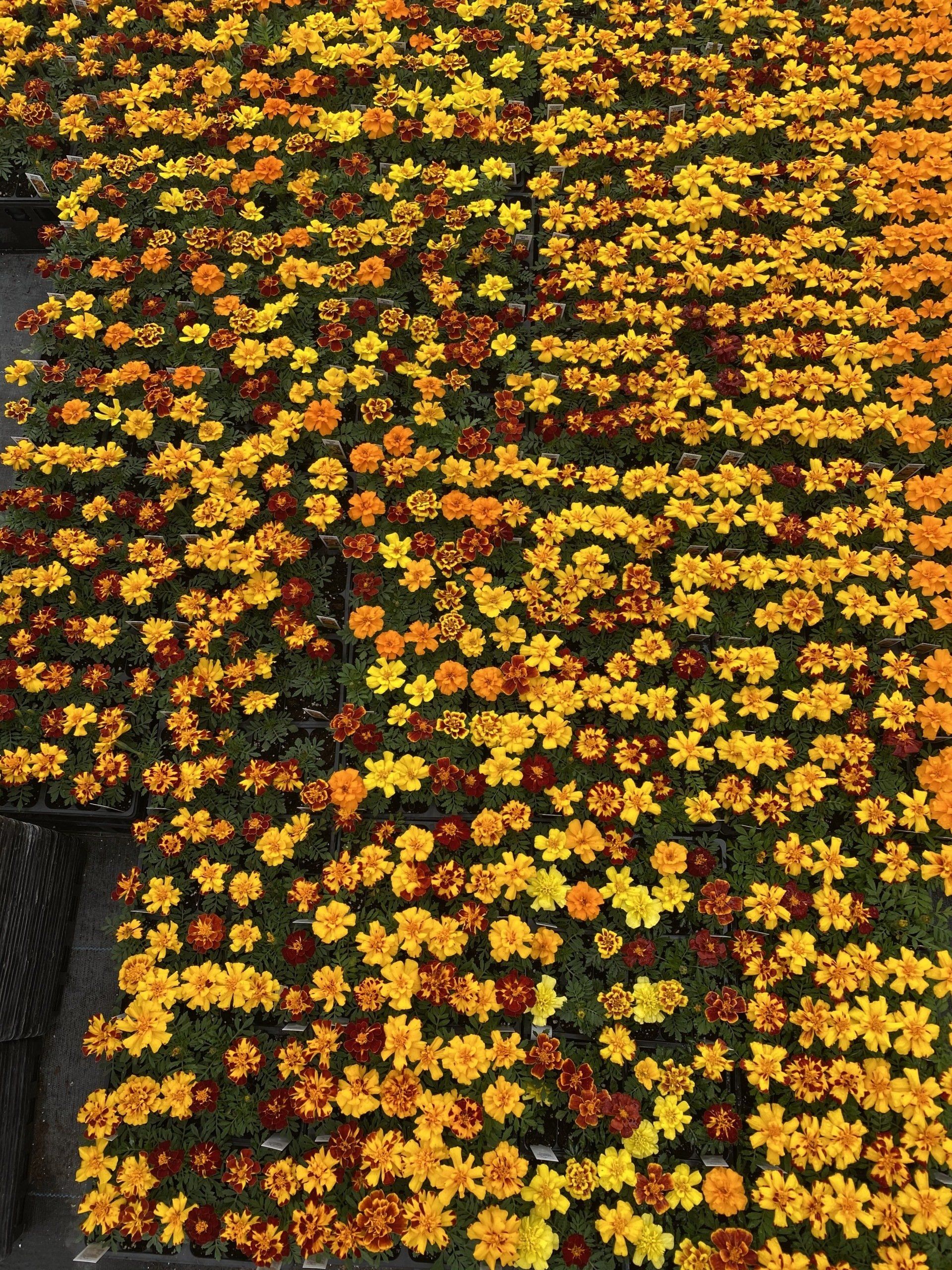 Spring Bedding Plants