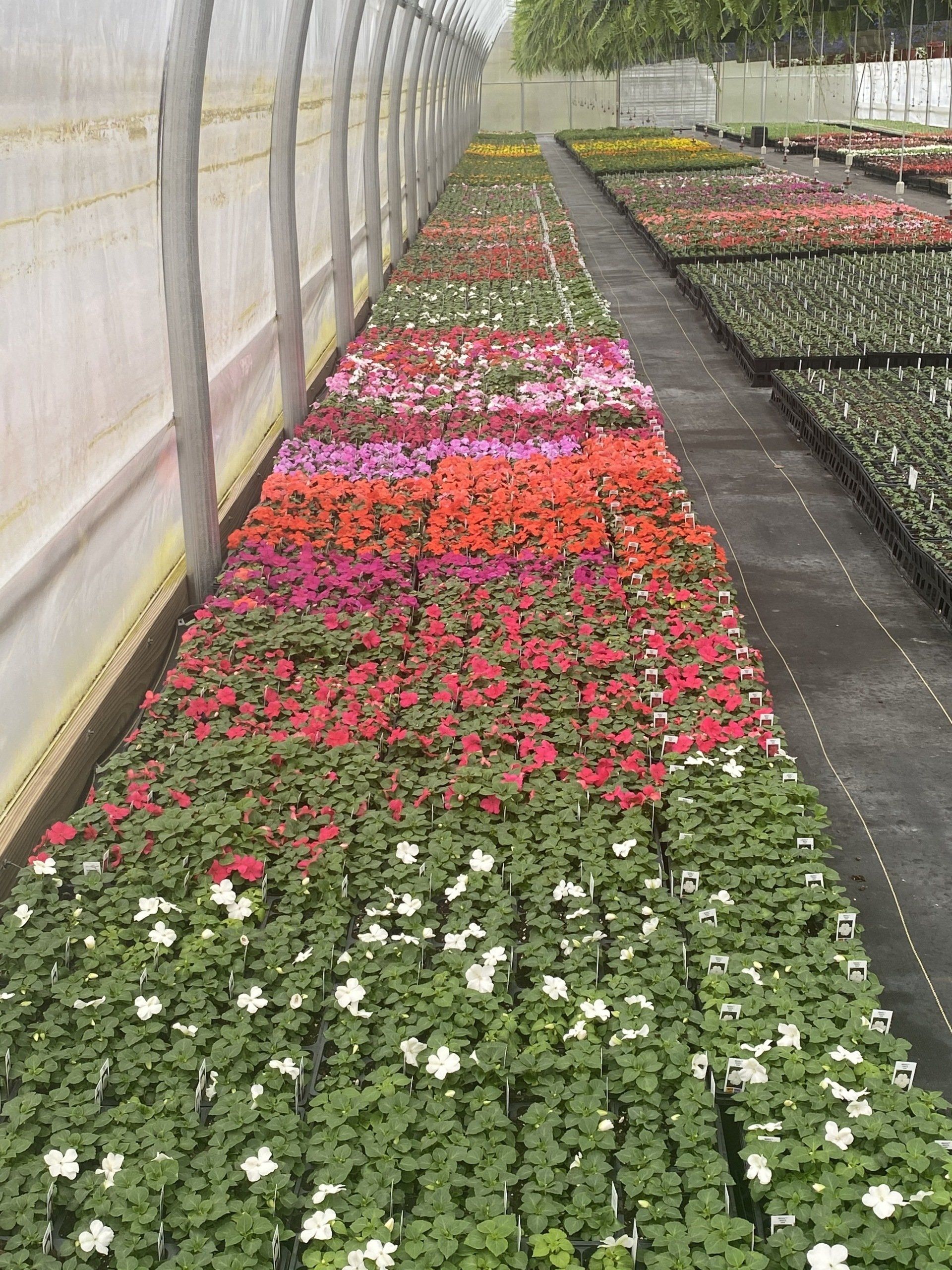 Spring Bedding Plants