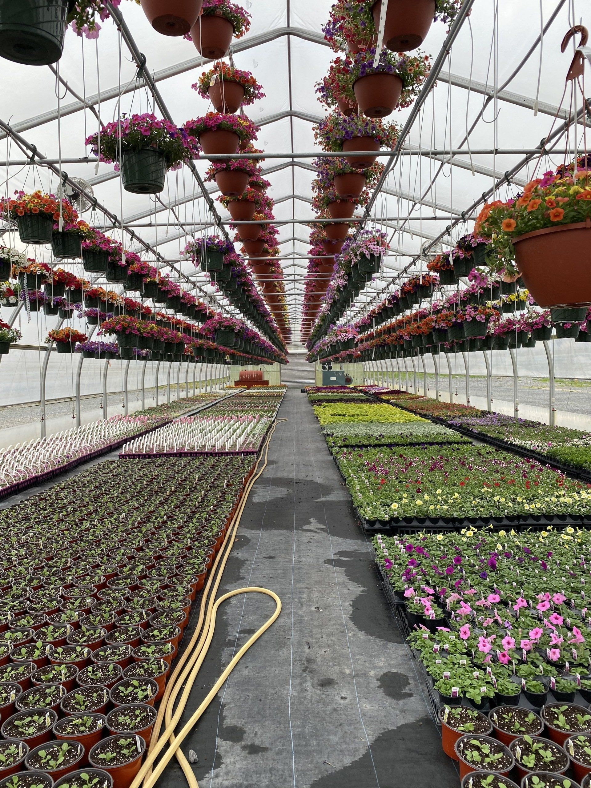 Bedding Plants CNY I Spring Plants Flowers CNY I Pontos Greenhouses