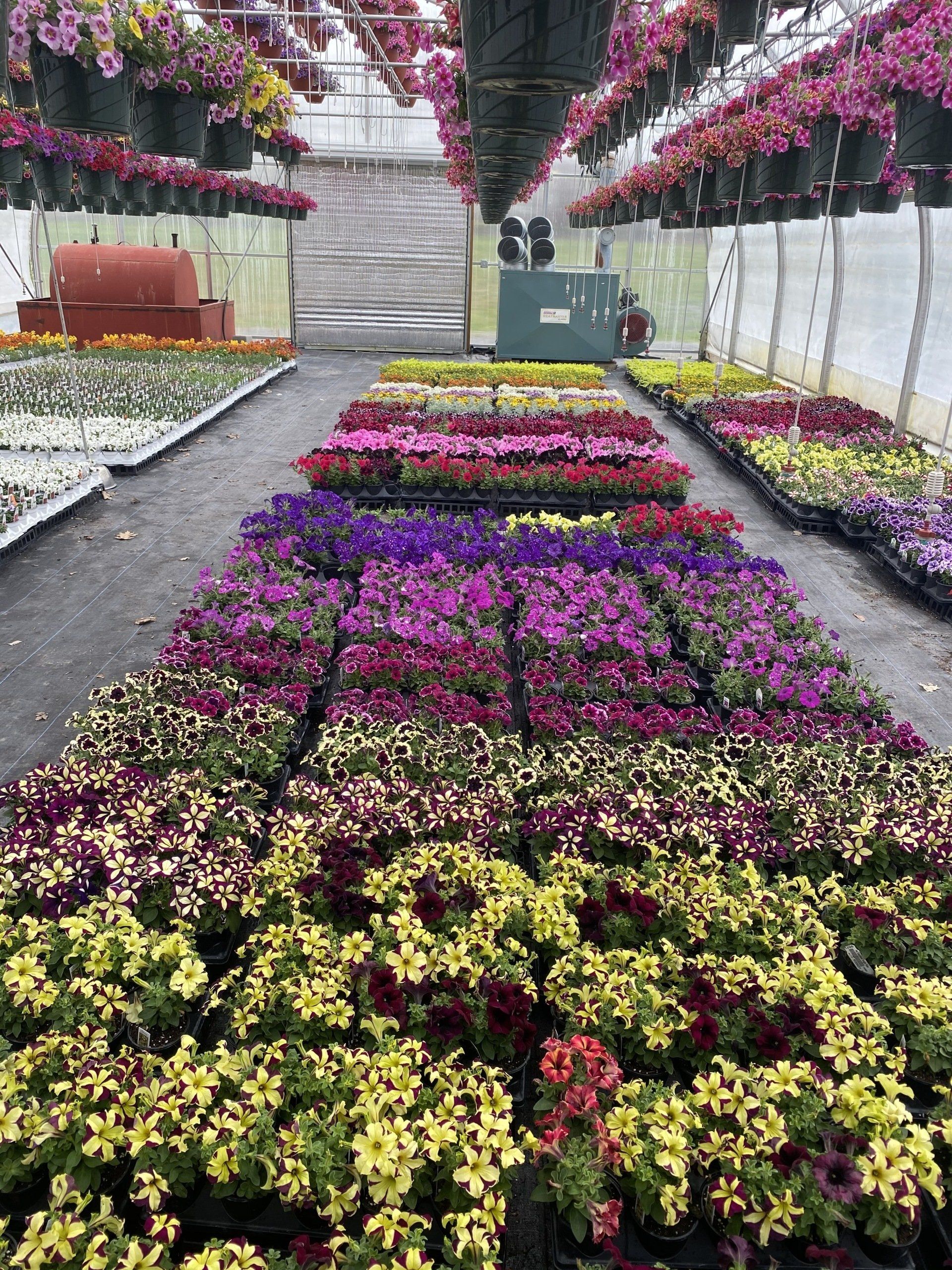 Spring Accent Plants / Flowering Annuals