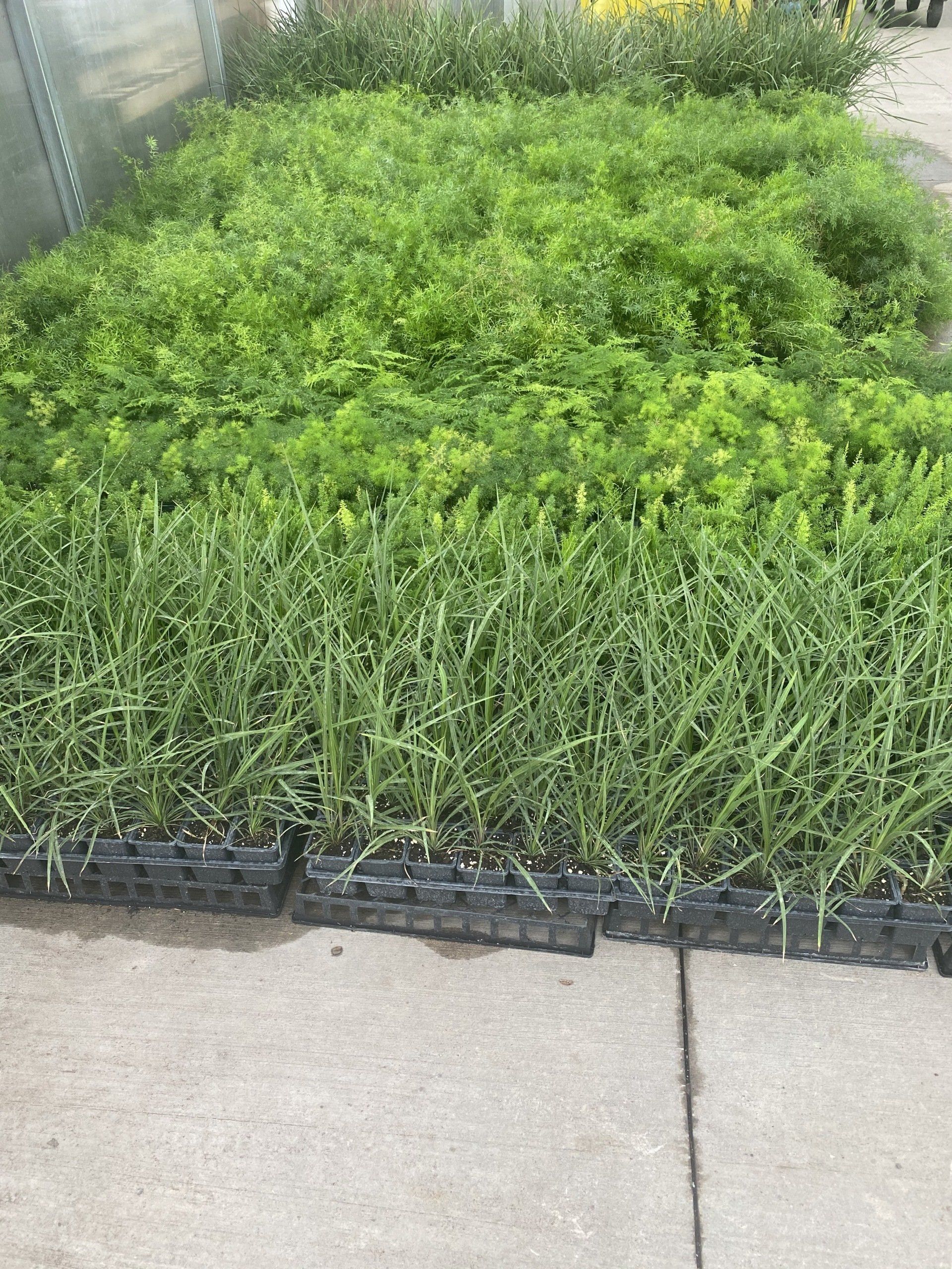 Spring Accent Plants / Flowering Annuals